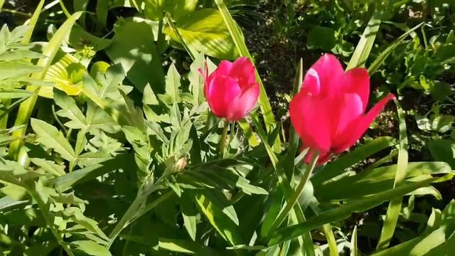 Ейск?Ремонт летней кухни.Перегородка в курятнике, своими руками. Первые яйца от наших кур смотреть онлайн