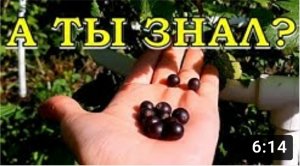 ЭТО нужно сделать со СМОРОДИНОЙ в МАРТЕ☝☝☝