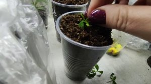 Размножение гортензий почкой  ??Варианты , условия