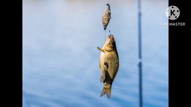короткая жизнь карася смотреть онлайн