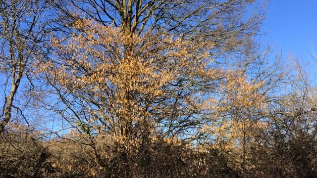 Common Hazel (Corylus avellana) - shrub - February 2018 смотреть онлайн