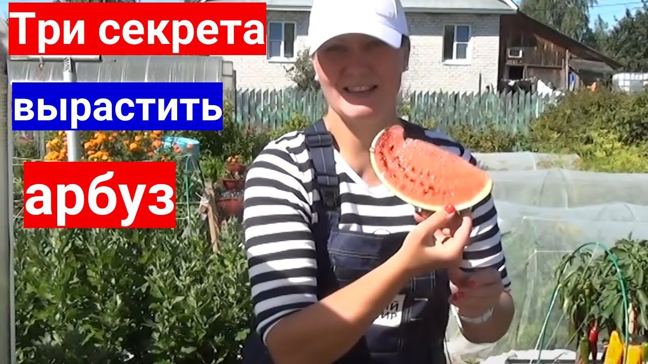 Не растут арбузы - научим с нуля. Три секрета выращивания арбузов в теплице. смотреть онлайн