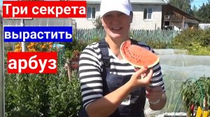 Не растут арбузы - научим с нуля. Три секрета выращивания арбузов в теплице.