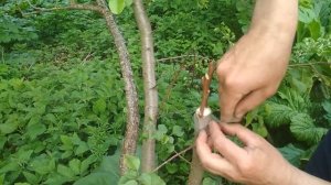 Прививка за кору, оптимальный срок.