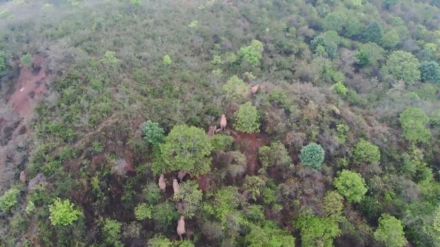 В Китае слонёнка-мигранта спас взрослый слон смотреть онлайн