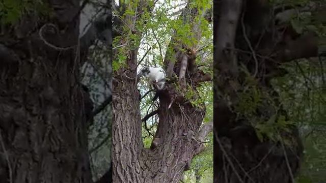 Высоко сижу, далеко гляжу!.. или как мы стаскивали с дерева кота😄🙀 смотреть онлайн
