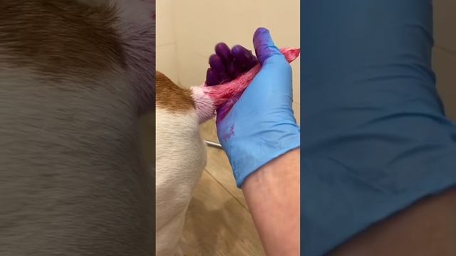 Как в домашних условиях покрасить хвост собаке