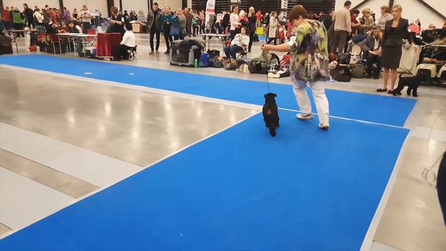 IDS Nevskiy Winner 16/12/2018 Saint Peterburg Zwergschnauzer BLACK