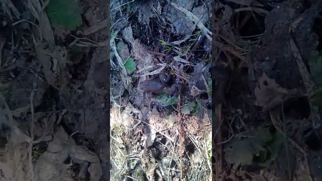 На даче живёт большая лягушка ^^ смотреть онлайн