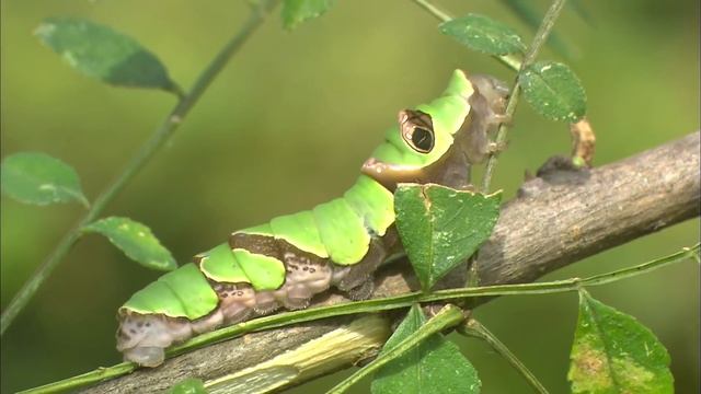 Рассказы о птицах-охотниках - Фильм 2. Охота, суть выживания - Документальный фильм смотреть онлайн