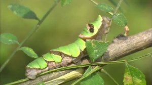 Рассказы о птицах-охотниках - Фильм 2. Охота, суть выживания - Документальный фильм