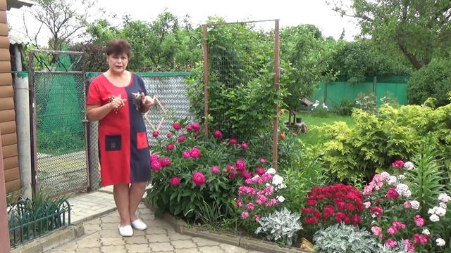 Замирают бутоны на пионах Разбираемся в чем причина и что делать смотреть онлайн
