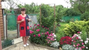 Замирают бутоны на пионах  Разбираемся в чем причина и что делать