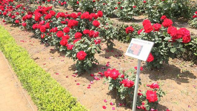 Красота Японских , розовых парков. Видео из Архива) смотреть онлайн