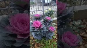 Декоративная капуста.