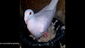 Русские почтовые голуби. Продажа в Туле. Тел. - 8-905-624-11-18
