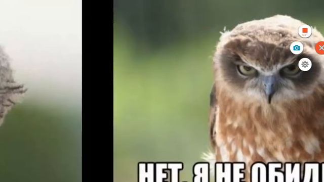 Научись радоваться каждому мгновенью! Диалог Сов ! смотреть онлайн