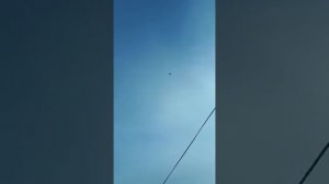 николаевские голуби бабочка с элементом торца 2020г 89004860437