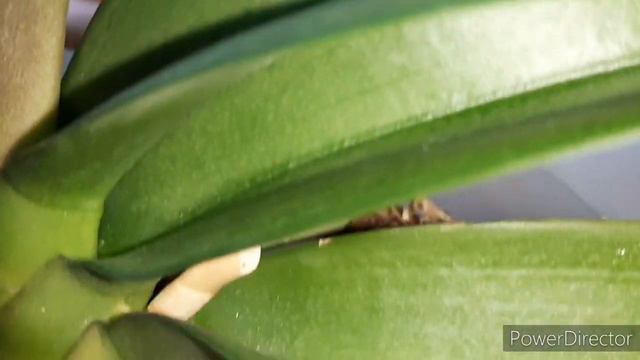 Орхидеи Дома и Новинки из Ашана (12 октября 2022г.) смотреть онлайн