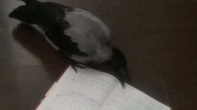 Готовимся к школе. Умный Карлуша. Птенец серой вороны. смотреть онлайн