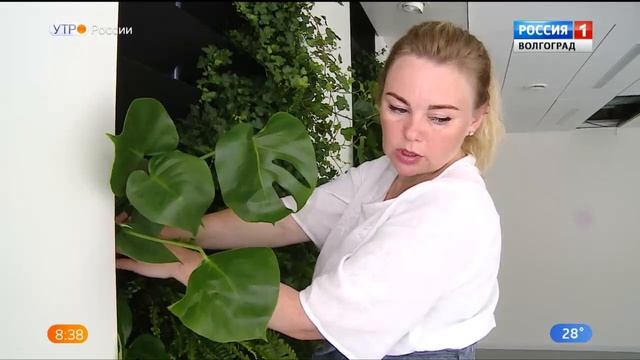 Вертикальное озеленение – домашний оазис смотреть онлайн