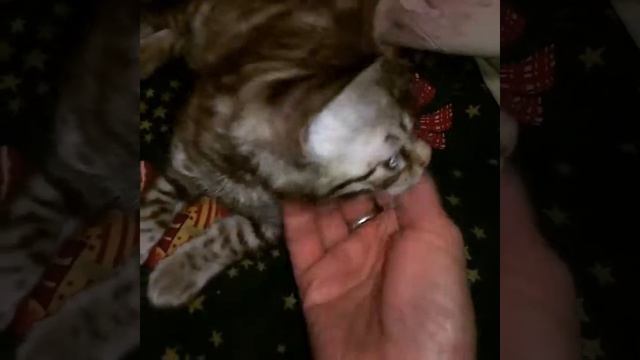 Бенгальский минк Максик,наш любимчик смотреть онлайн