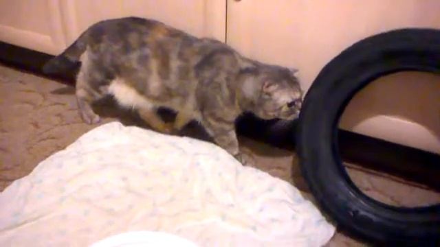 " Экономное " восстановление Honda Dio AF 18. Диски после полимерного окрашивания Honda Dio AF 18. смотреть онлайн