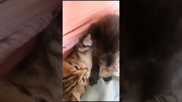 Michiko.ru | Котенок Морс ищет дом. Отдаем бесплатно. Кошки в дар в добрые руки. смотреть онлайн