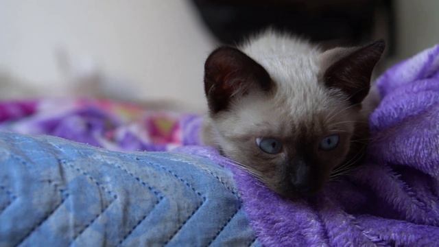 Кого больше любят кошки: мужчин или женщин? Учёные попытались дать ответ смотреть онлайн