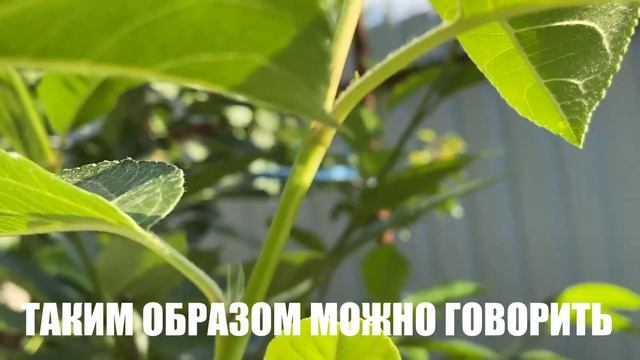 Карликовые яблони, пораженные тлей, на 5-е сутки после применения инсектицида Волиам Флекси смотреть онлайн