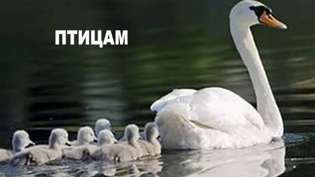Берегите воду! смотреть онлайн