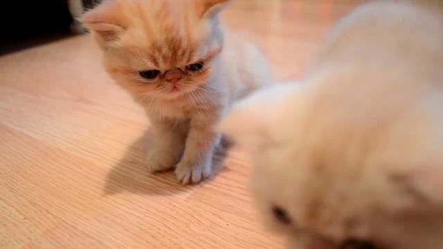 Котики экзотики подрастают / Exotic Shorthair Kittens Grow Up
