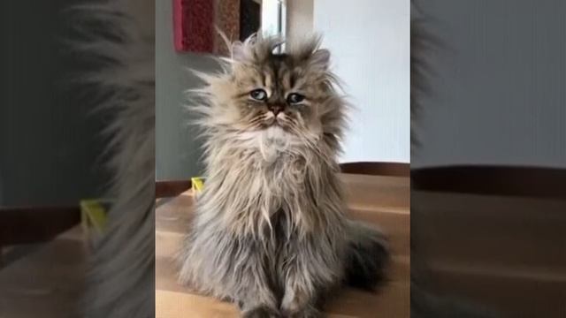 Лохматый кот ставь лайк смотреть онлайн