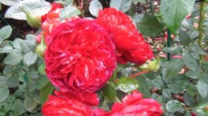 Мой Розовый Сад 2022г.Новинки в моём саду.Терракота.Скарлет Боника.Бордо.