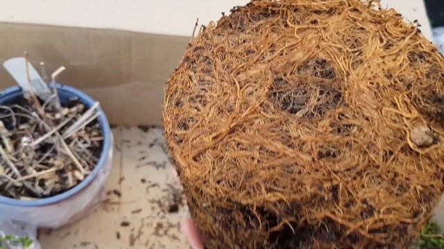 ⭐ ПОСЫЛКА-ПОДАРОК с НОВЫМИ РАСТЕНИЯМИ от мужа на 8 марта смотреть онлайн