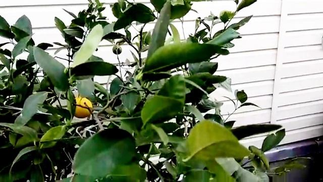 Лимоны крупномеры результат после летней обрезки.