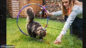 5 Трюков с Кошкой, которые Вы Можете Разучить Уже Сегодня. Воспитание Кошек ¤ НЕОБЫЧАЙНОЕ