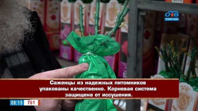 Руки садовода - как выбрать саженцы розы смотреть онлайн