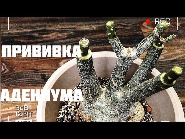 Прививка адениума флат на клей смотреть онлайн
