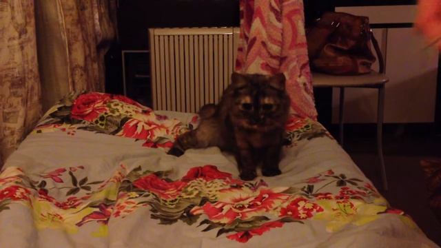 Танцующая кошка смотреть онлайн