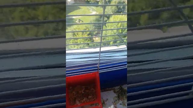 Жесть просто супер умный попугай!!!!!!!)))) смотреть онлайн