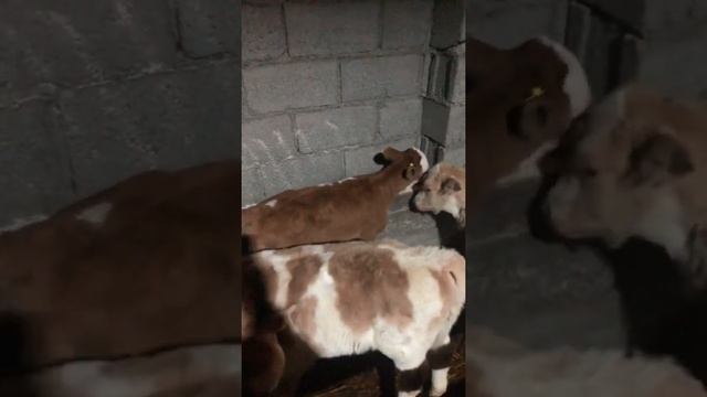 Кто знать можно давать мел для телят и сколько??? смотреть онлайн