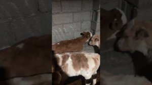 Кто знать можно давать мел для телят и сколько???