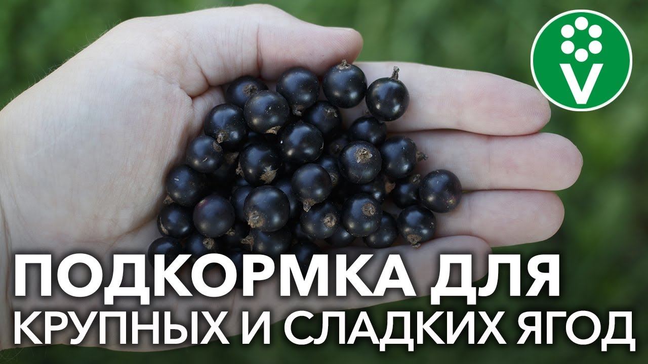 ПОДКОРМКА СМОРОДИНЫ натуральным и доступным всем продуктом! смотреть онлайн