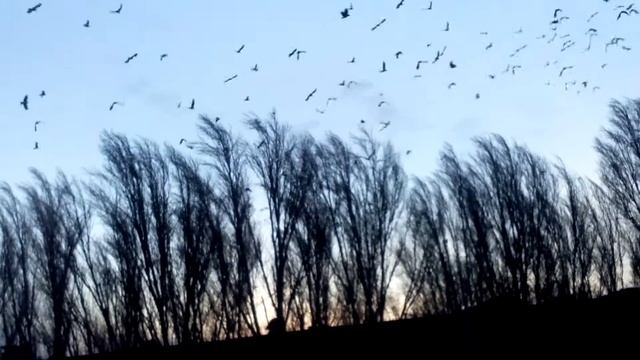Как действует звук шокера на ворон смотреть онлайн