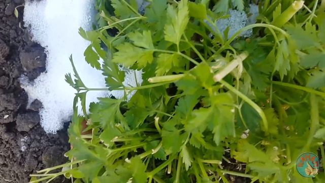 Наблюдения по жизни 3. Первый снег. Как делают интернет. Артефакты в лесу. Кривые сосули. Култук. смотреть онлайн