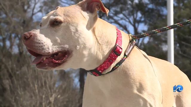 Looking for some 'Mojo'? Dog needs forever home after 900 days in shelter смотреть онлайн