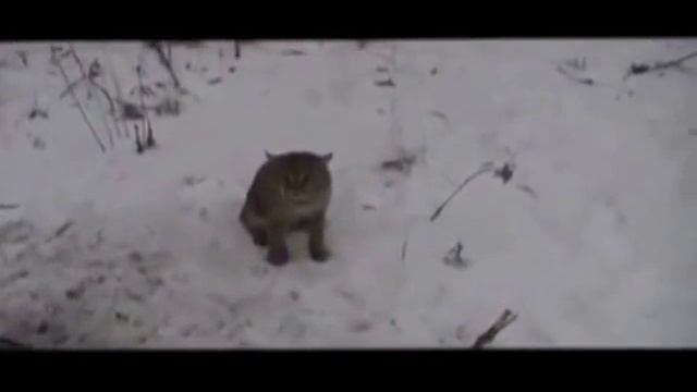 Схватка человека с рысью. Bobcat release New смотреть онлайн