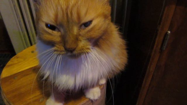 Землянка выживание! Харьков! Харьковская область! своими руками! реальные советы! мои коты! смотреть онлайн