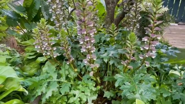 Acanthus mollis, the best of times смотреть онлайн